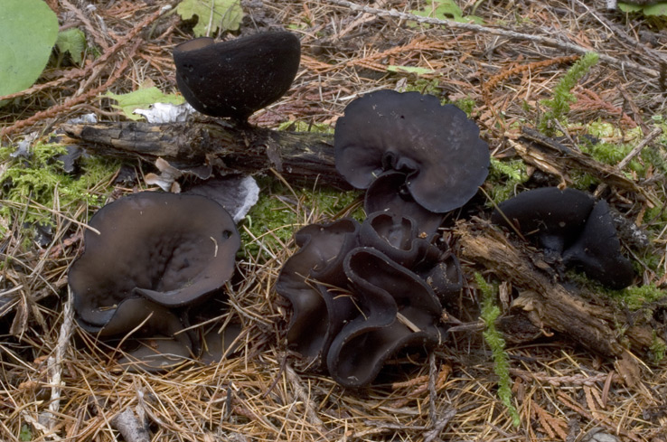 Pseudoplectania melaena